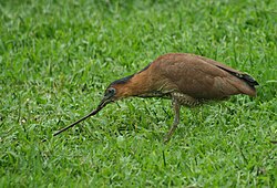 Malayan Night Heron (Gorsachius melanolophus), Taipei Taiwan.jpg