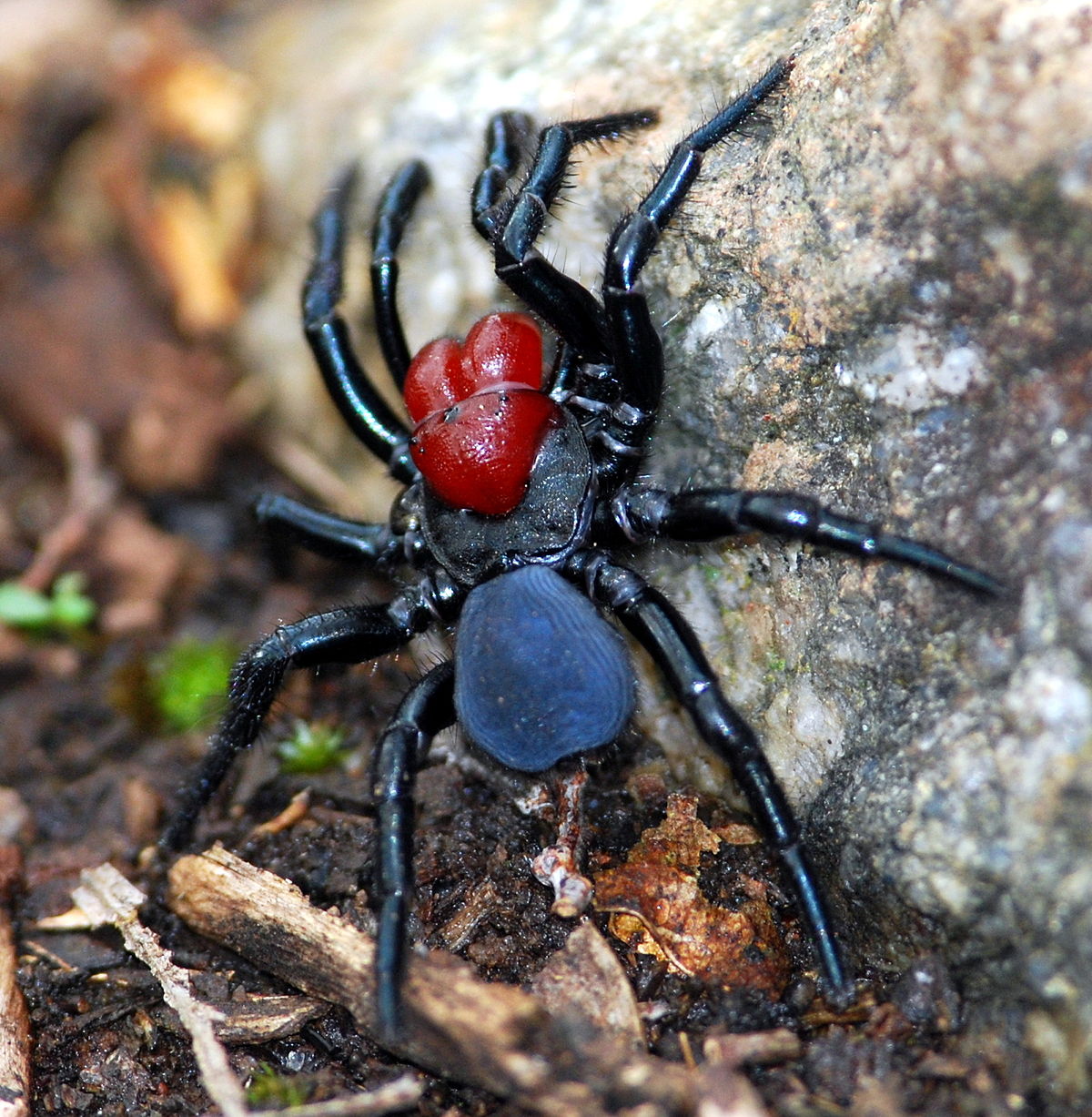 tarantula eating mouse