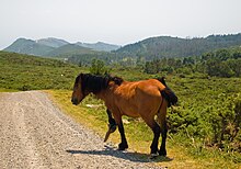 un cheval marron et noir au milieu d'une route, un gros bout de bois accroché sur une jambe.