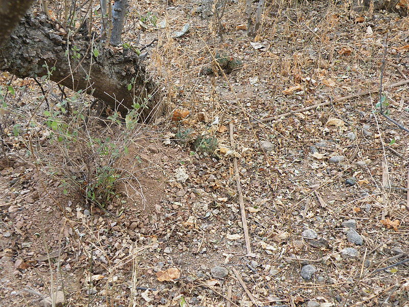 File:Mammillaria polyedra (5742377642).jpg