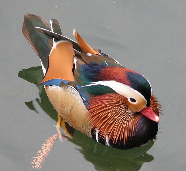 File:Mandarin Duck 22.jpg