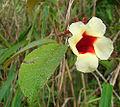 Nápadně dvoubarevný květ Mandevilla hirsuta