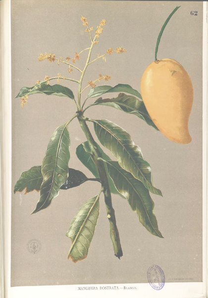 File:Mangifera rostrata Blanco1.62-original.png