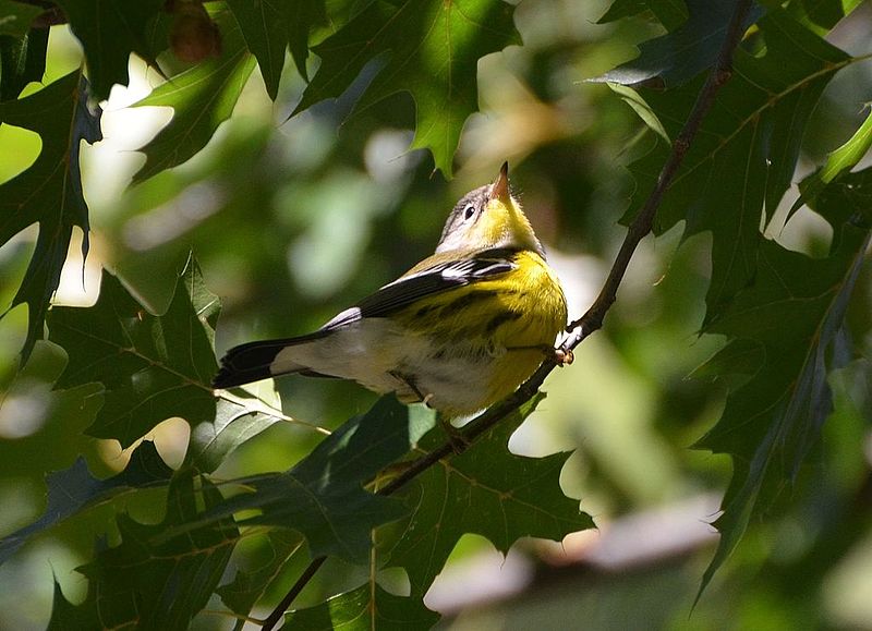 File:Mangolia Warbler (8002113087).jpg