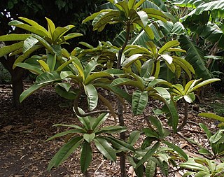 <i>Manilkara bella</i> Species of flowering plant