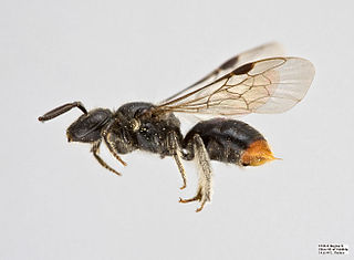 <i>Manuelia</i> Genus of bees