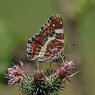 Map butterfly (Araschnia levana) form prorsa, iatra Craiului, Romania