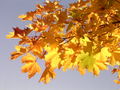 Norway Maple leaves