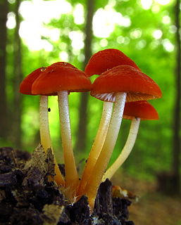 <i>Marasmius sullivantii</i> Species of fungus