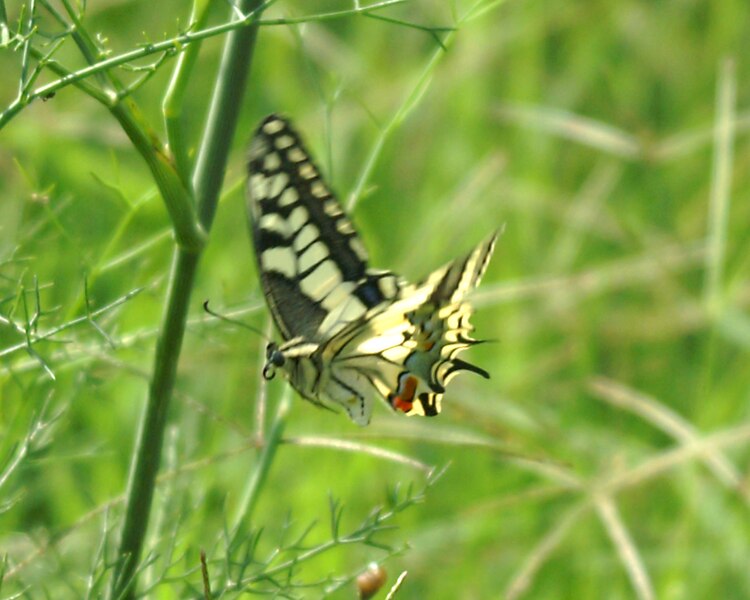 File:Mariposa desovando en vuelo - butterfly laying eggs in flight (249924700).jpg