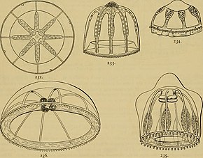 Afbeeldingsbeschrijving Medusae of the world (1910) (14595503297) .jpg.