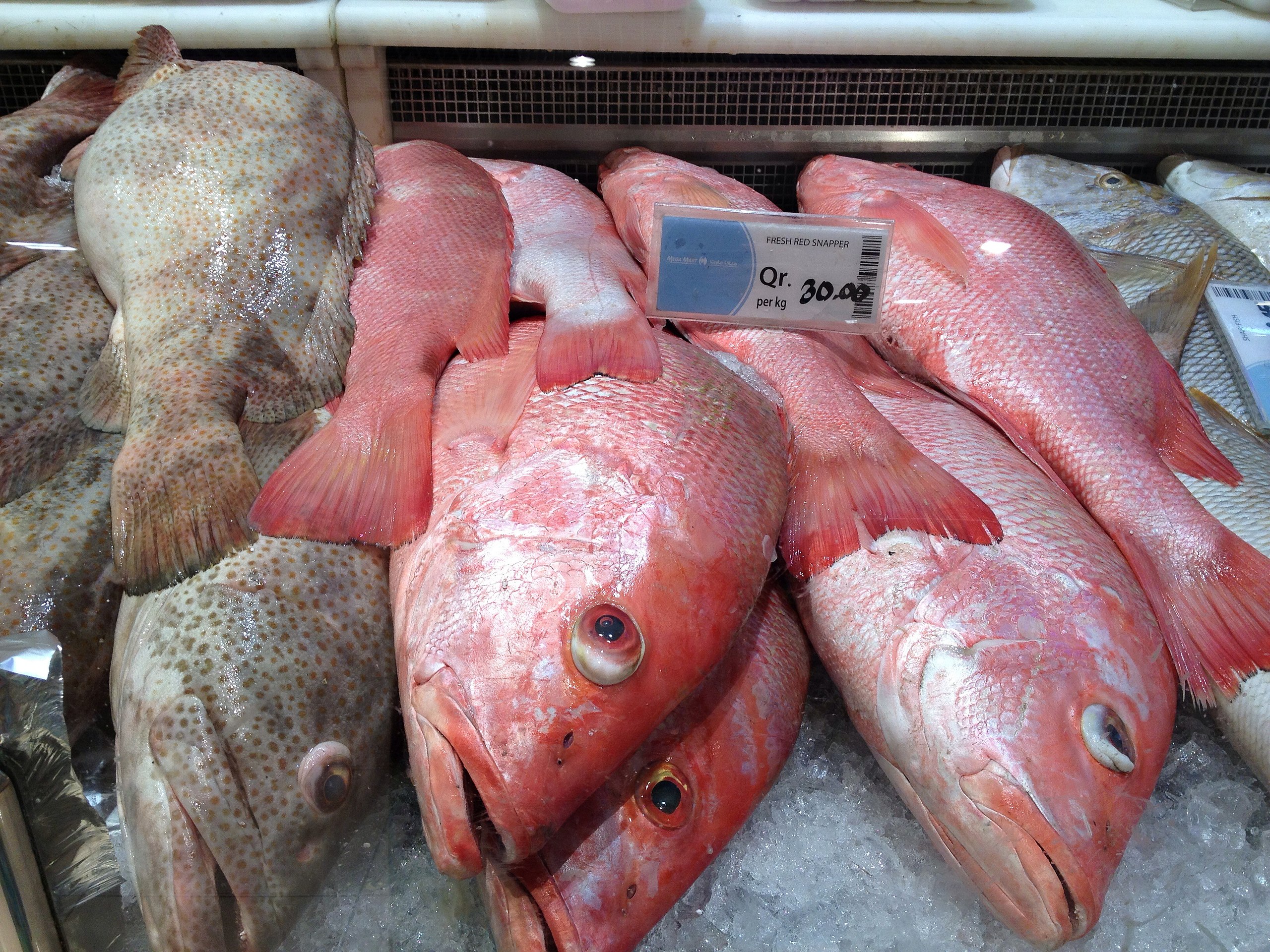 Red Snapper • Harbor Fish Market