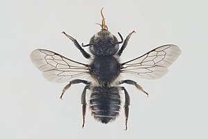 Megachile alpicola.jpg