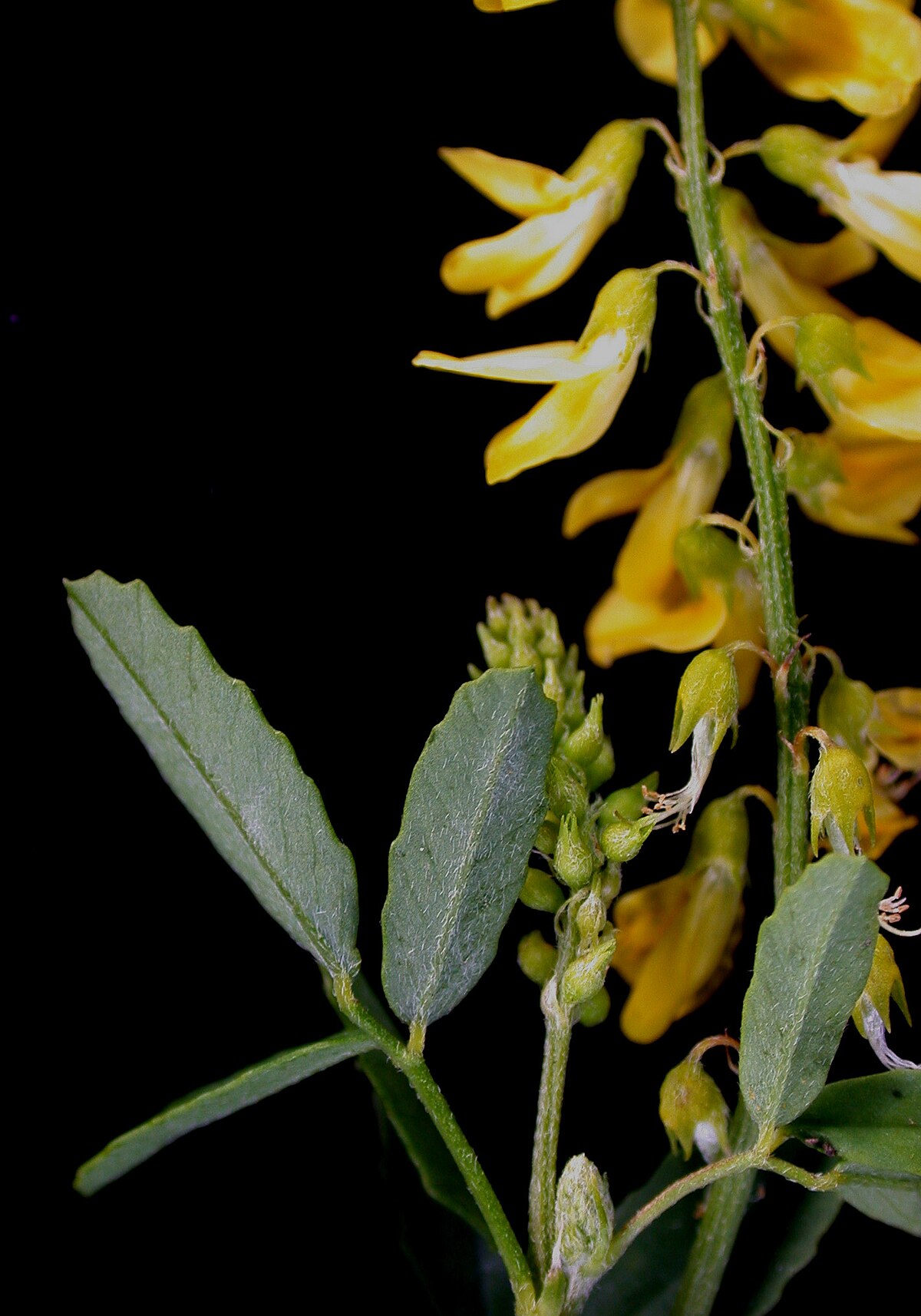 Melilotus officinalis