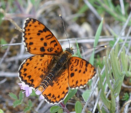 Melitaea didyma