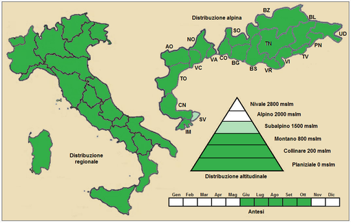 Distribuzione della pianta  (Distribuzione regionale[19] – Distribuzione alpina[20])