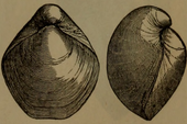 Illustration (lower right, entry 15) of a fossilized shell in front and side views of the Silurian-Late Devonian brachiopod Meristella Meristella two views.png