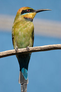 Rainbow Spint (Merops ornatus)