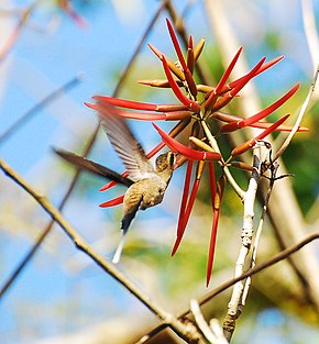 Описание изображения Mexican Hermit.jpg.