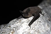 Brown bat