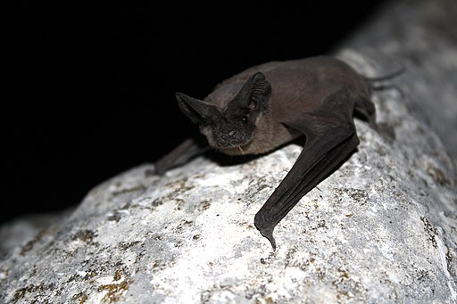 Mexican free-tailed bat (8006856842)