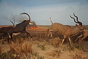 Wooded Savanna: Sable and Greater Kudu