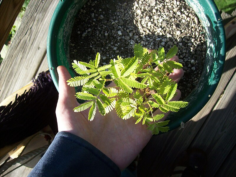 File:Mimosa-tenuiflora-yellow2.jpg