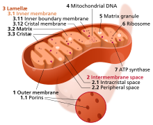 Mitochondrion Mitochondrion mini.svg