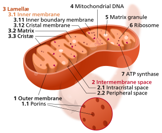 Mitochondrial matrix