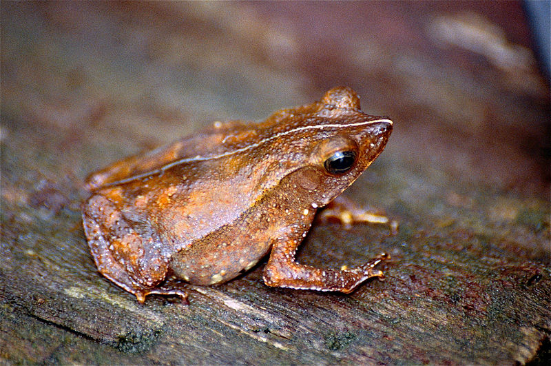 File:Mitred Toad (Rhinella margaritifera) male (10595988513).jpg