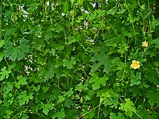 View of leaves and flowers Momordica balsamina 001.JPG