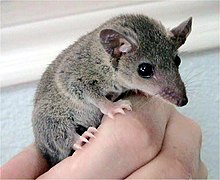 Petit opossum gris aux gros yeux noirs, tenu à la main