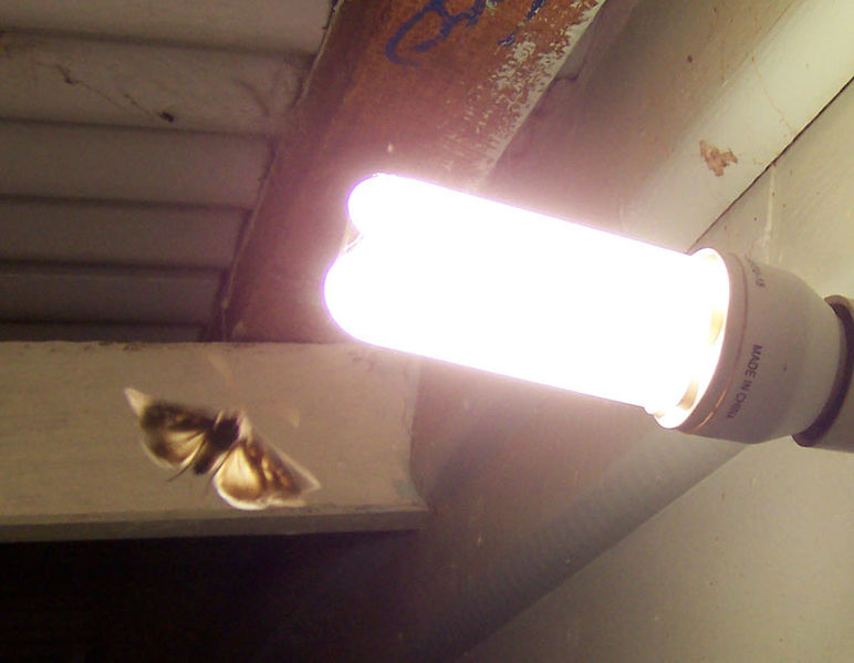 File:Moth attracted by light.jpg