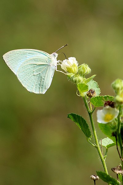 File:Mottled Emigrant. (30760750553).jpg