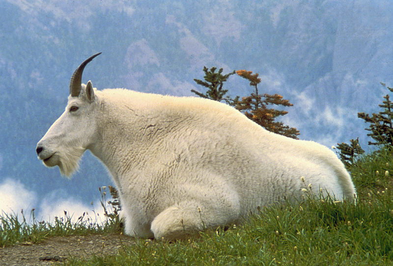 File:Mountain Goat USFWS.jpg