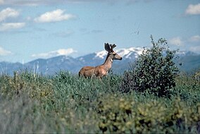 Mule Deer Curlew.jpg