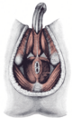 Muscles of the male perineum-Gray406.png