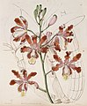 Myrmecophila grandiflora (as syn. Schomburgkia tibicinis var. grandiflora) plate 30 in: Edwards's Bot. Register (Orchidaceae), vol. 31, (1845)