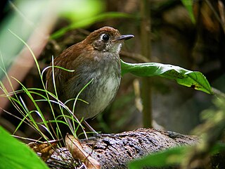 <span class="mw-page-title-main">Tepui antpitta</span> Species of bird