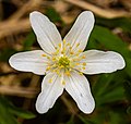 * Nomination Blossom of a wood anemone (Anemonoides nemorosa) in the Schellenbergmoor --F. Riedelio 13:30, 17 May 2023 (UTC) * Decline  Oppose The flower is blurred (visible especially at the pistils and the borders of the flower leaves). IMO you should increase the ISO or use a flash in such a situation. 1/90s could be a bit slow for a 105mm lens --FlocciNivis 10:51, 20 May 2023 (UTC)  I withdraw my nomination Thanks for the review. --F. Riedelio 05:43, 22 May 2023 (UTC)