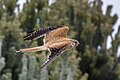 * Nomination Nankeen kestrel (Falco cenchroides) female --Charlesjsharp 15:31, 13 February 2024 (UTC) * Promotion  Support Good quality. --Poco a poco 21:17, 13 February 2024 (UTC)