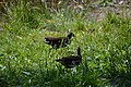 Deutsch: Vögel am Dinopark des Kleinen Spreewaldparks in Schöneiche bei Berlin.