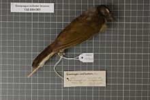 Център за биоразнообразие Naturalis - RMNH.AVES.126273 1 - индикатор Baeopogon leucurus (Cassin, 1856) - Pycnonotidae - екземпляр от птичи кожи