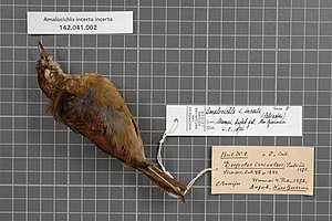 Naturalis Biodiversity Center - RMNH.AVES.146103 1 - Amalocichla incerta incerta (Salvadori, 1875) - Turdidae - bird skin specimen.jpeg