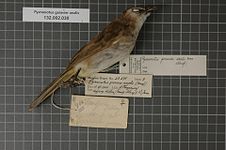Pycnonotus goiavier analis (Horsfield, 1821)