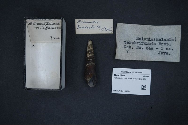 File:Naturalis Biodiversity Center - RMNH.MOL.169891 - Melanoides maculata (Bruguière, 1789) - Thiaridae - Mollusc shell.jpeg