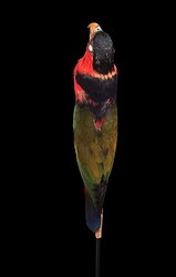 Файл: Центр биоразнообразия Naturalis - ZMA.AVES.209 - Lorius lory viridicrissalis De Beaufort, 1909 - Psittacidae - образец кожи птицы. Webm