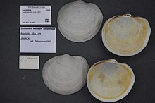 Naturalis Biyoçeşitlilik Merkezi - ZMA.MOLL.419891 1 - Anodontia alba Bağlantısı, 1807 - Lucinidae - Mollusc shell.jpeg