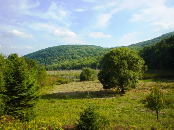 Nature preserve at Binghamton University