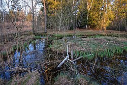 Naturschutzgebiet Hudelmoos Zihlschlacht-Sitterdorf, Moor.jpg